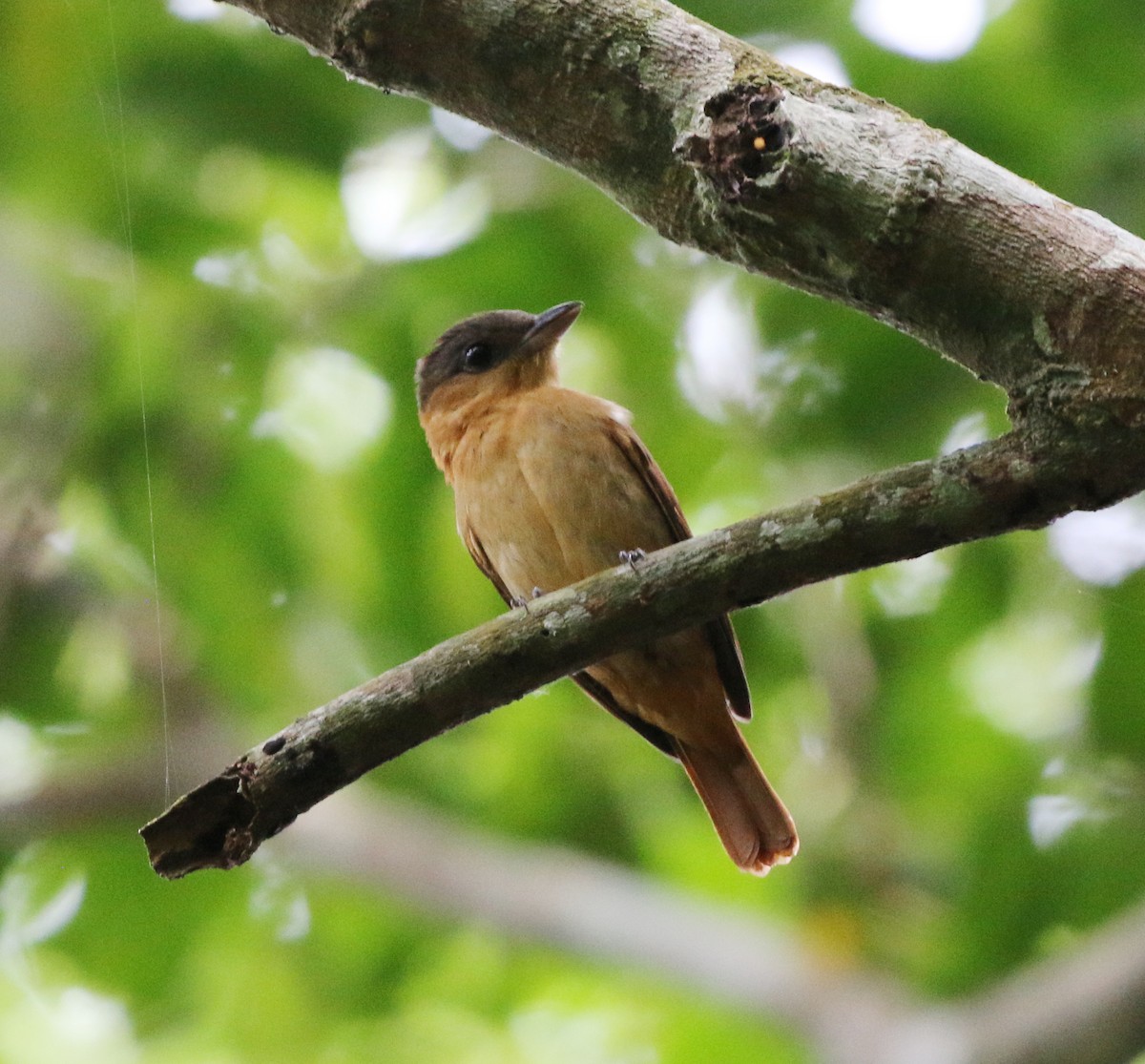 Crested Becard - ML627049833