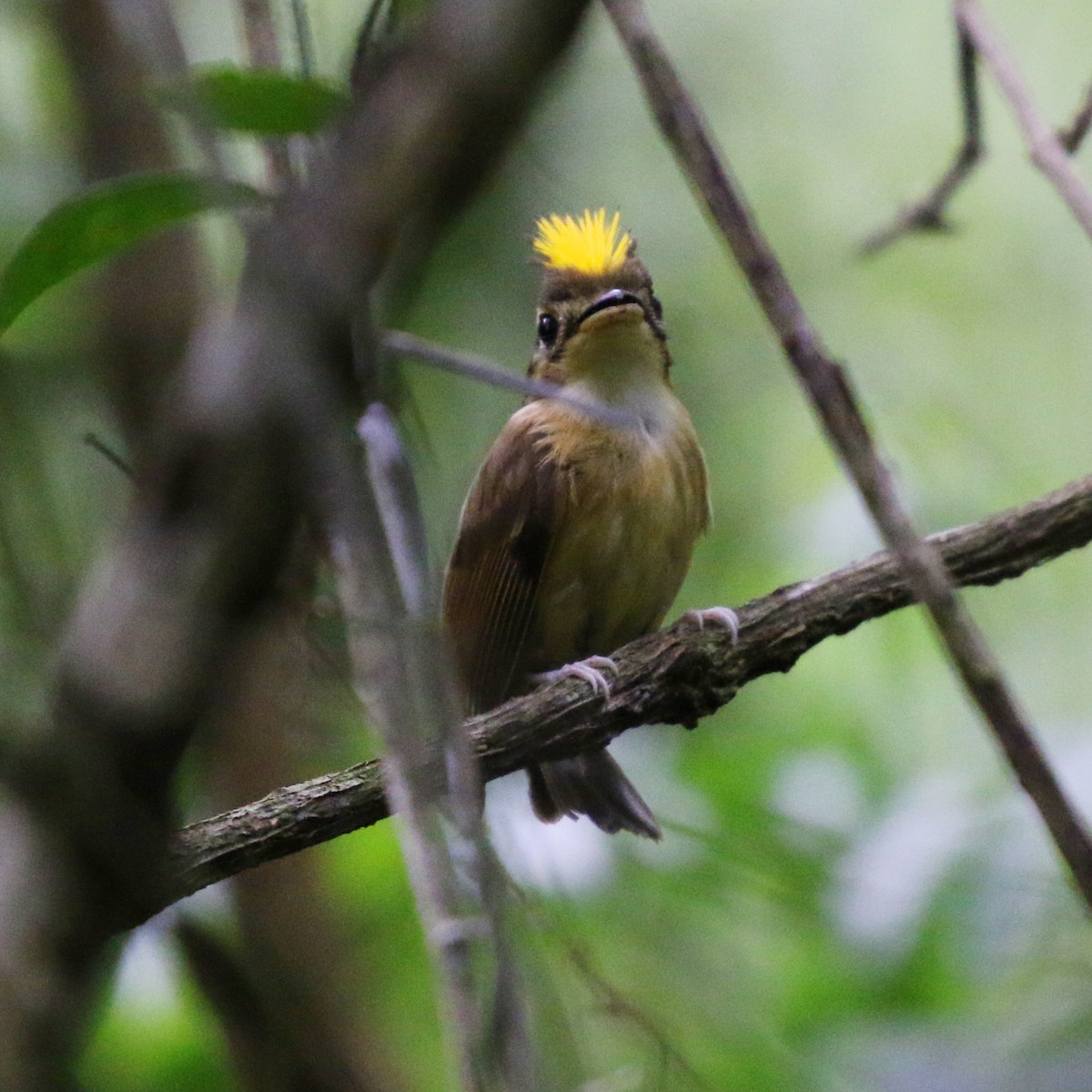 White-throated Spadebill - ML627049842