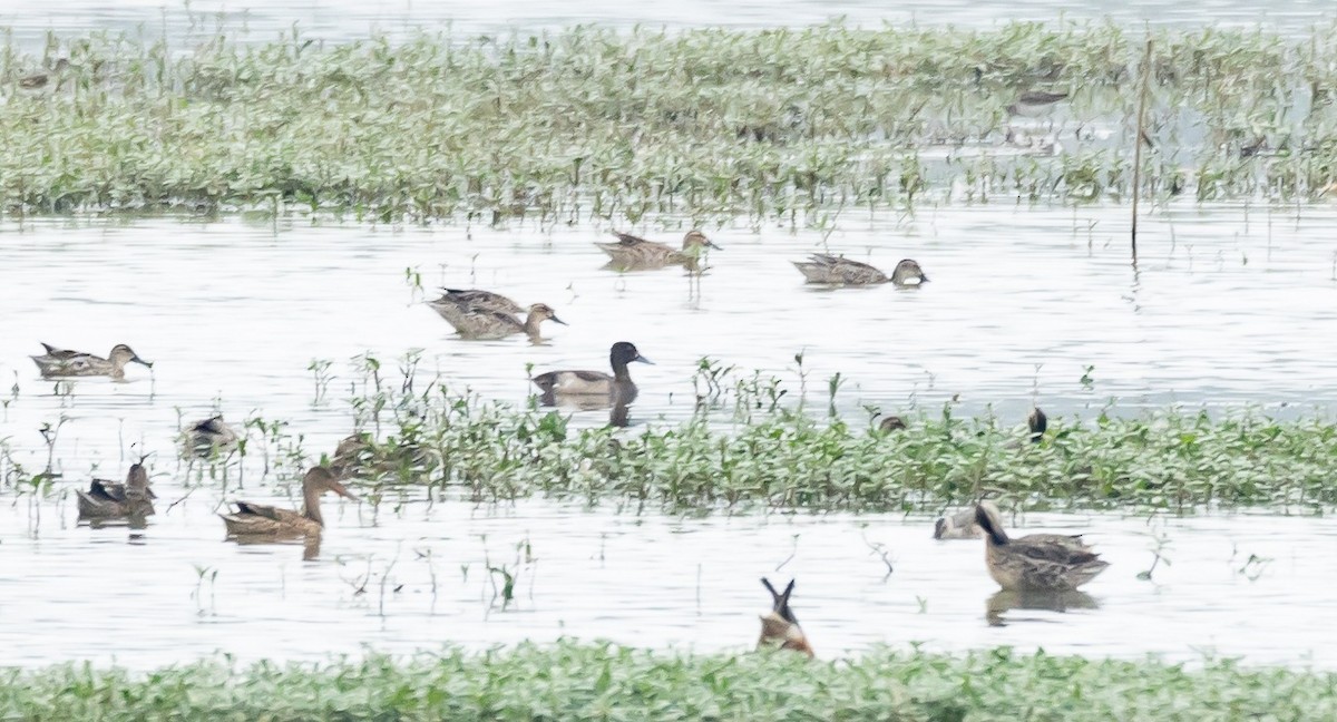Tufted Duck - ML627049867