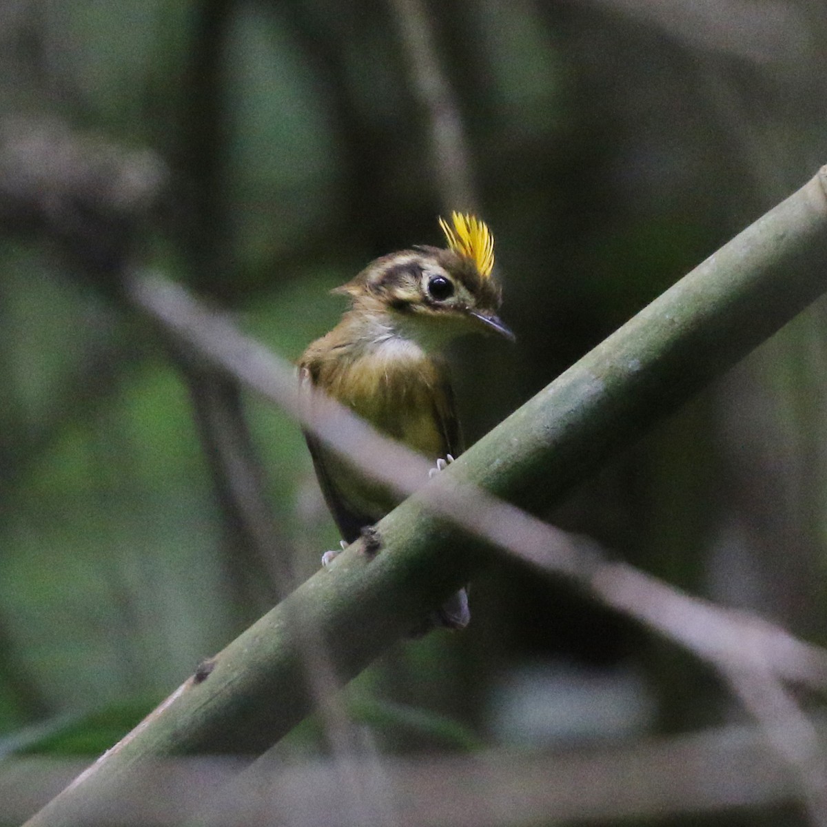 White-throated Spadebill - ML627049872