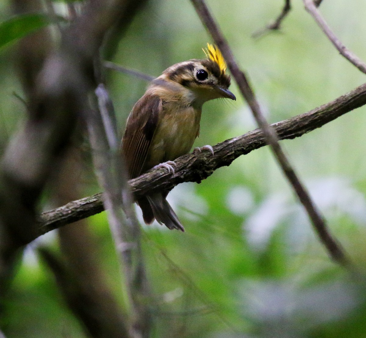 White-throated Spadebill - ML627049874
