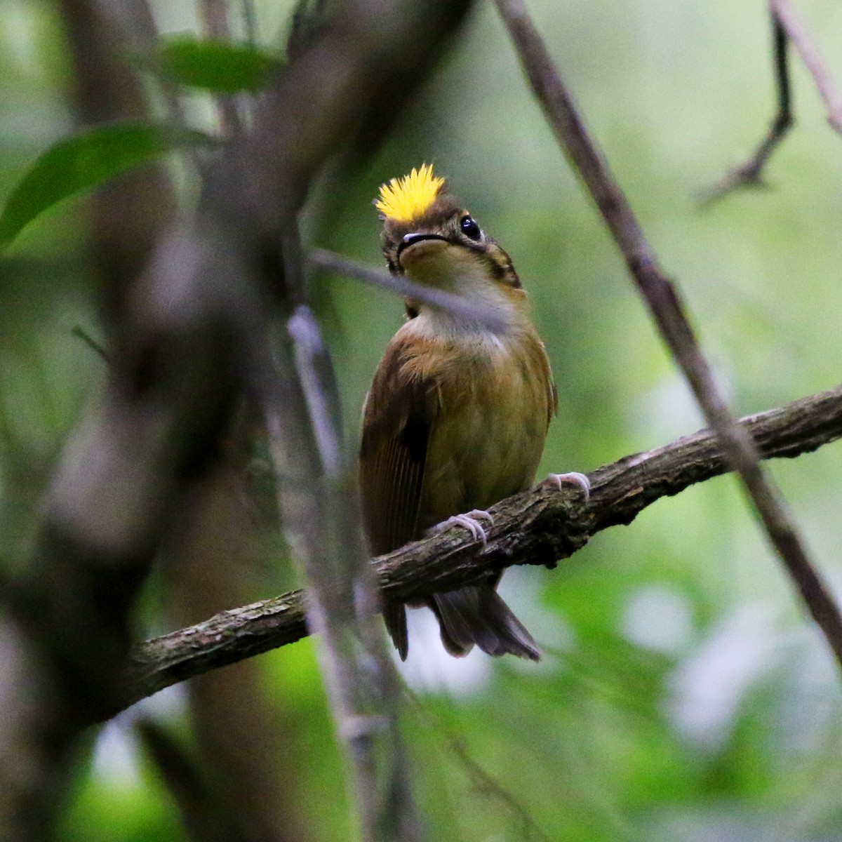White-throated Spadebill - ML627049880