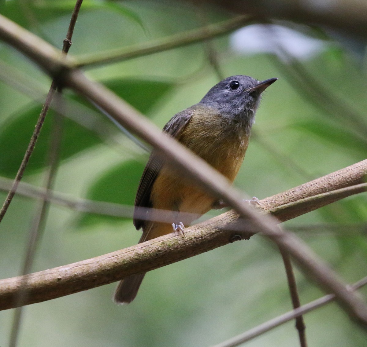Gray-hooded Flycatcher - ML627049891