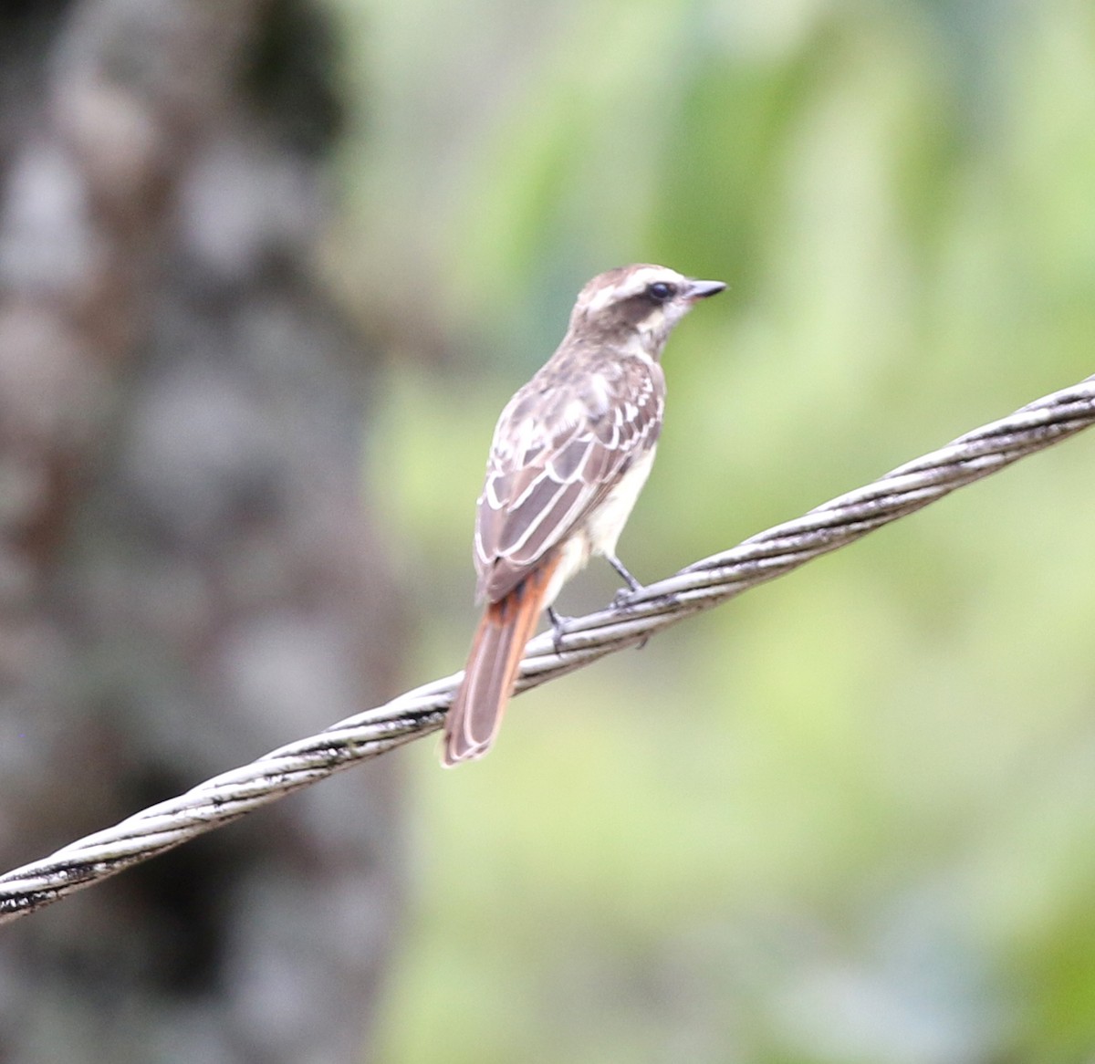 Variegated Flycatcher - ML627049898