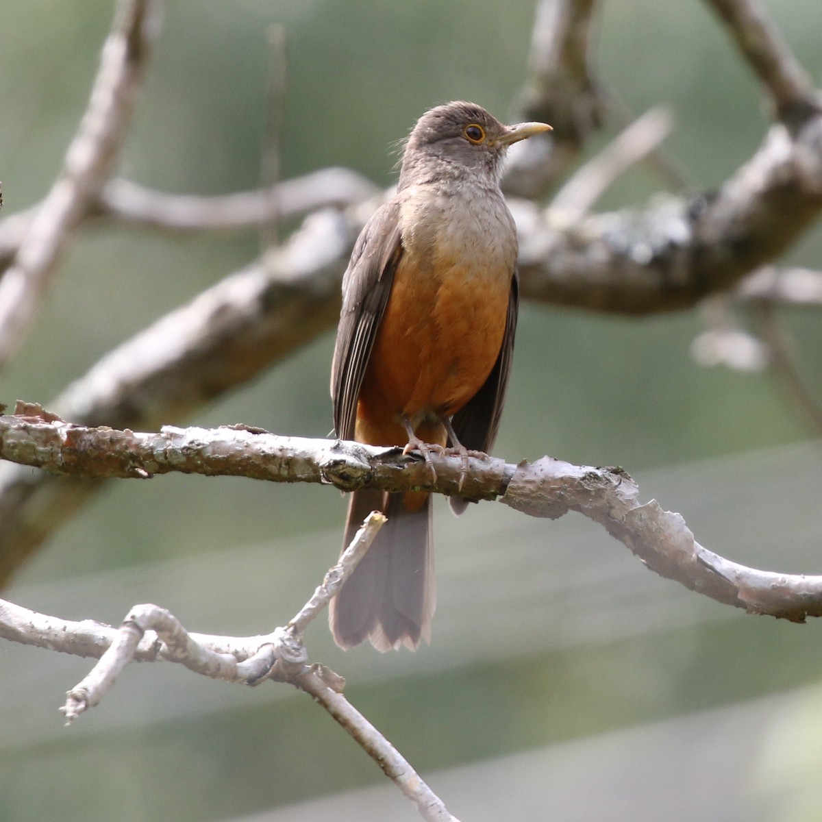 Rufous-bellied Thrush - ML627049906