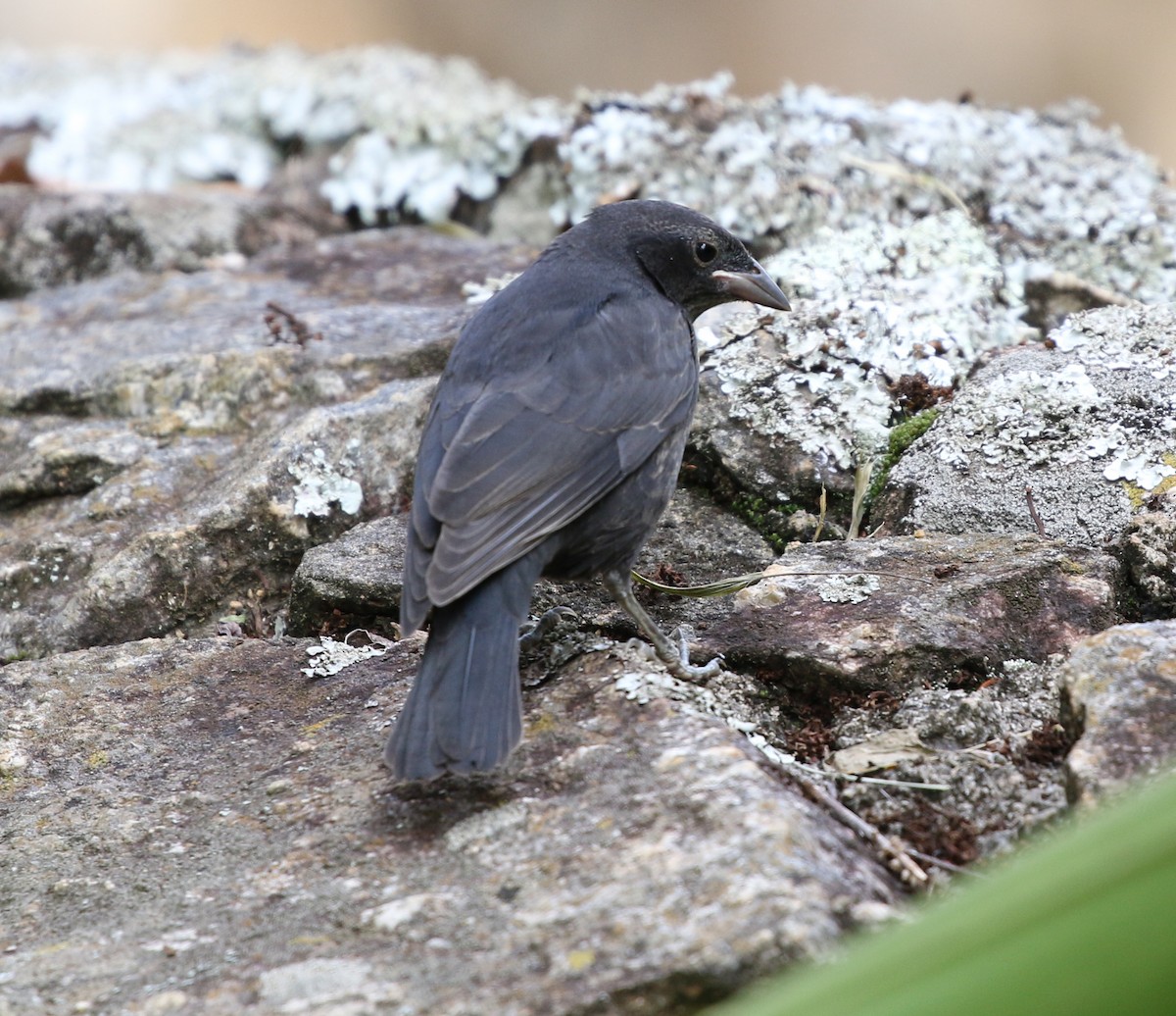 Shiny Cowbird - ML627049913