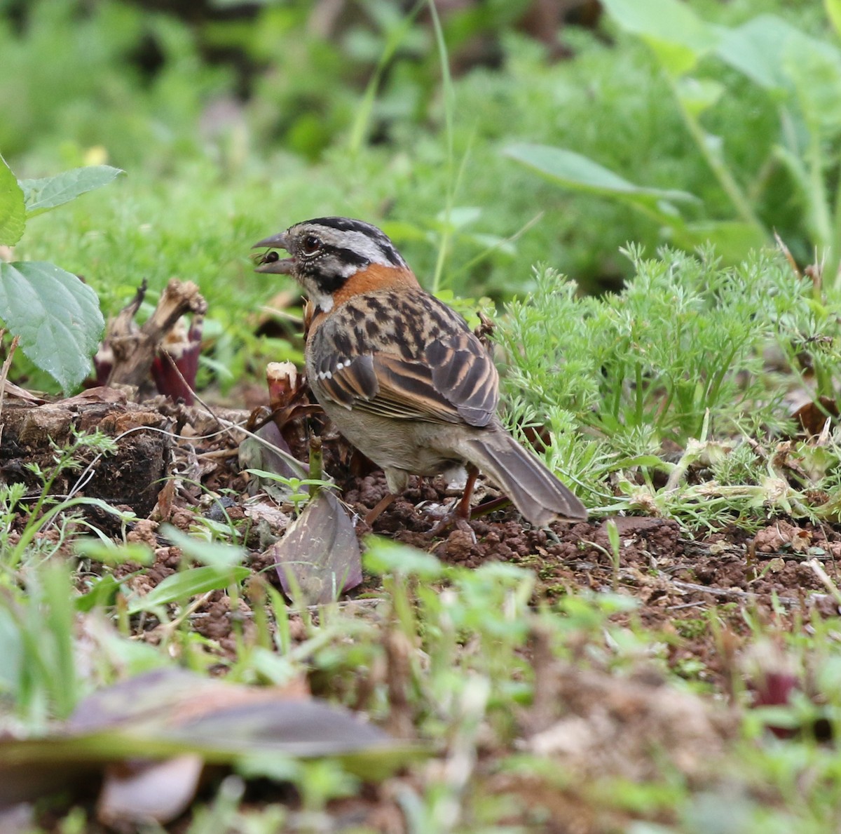 Rufous-collared Sparrow - ML627049919