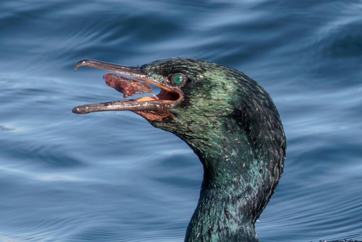 Pelagic Cormorant - ML627049921