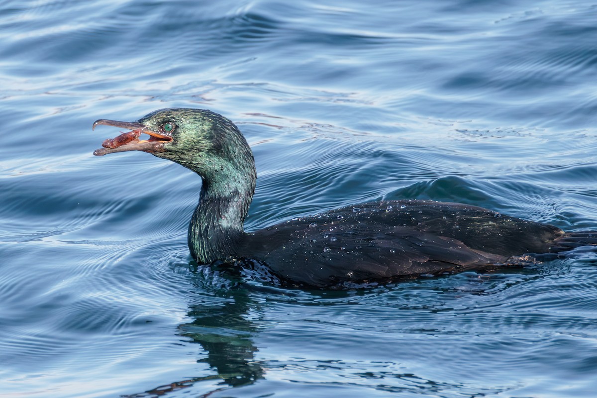 Pelagic Cormorant - ML627049922