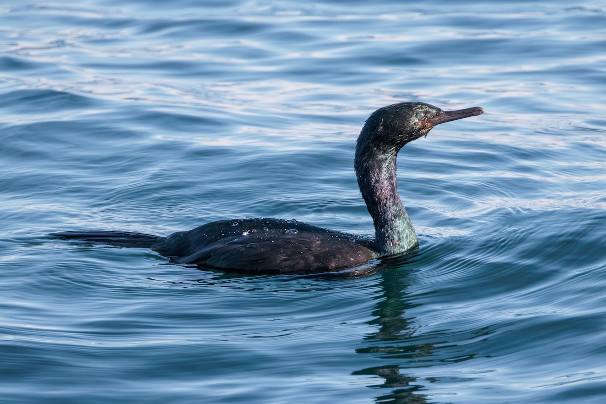 Pelagic Cormorant - ML627049923