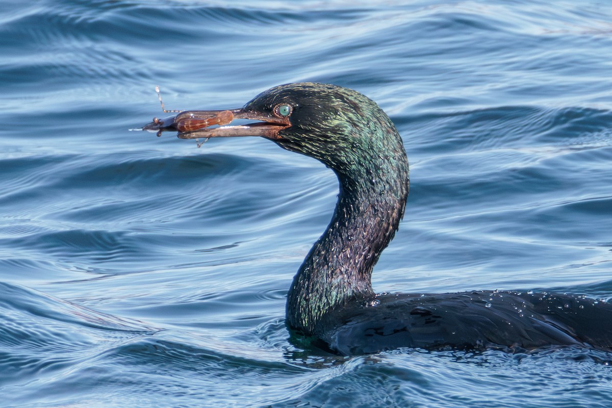 Pelagic Cormorant - ML627049924