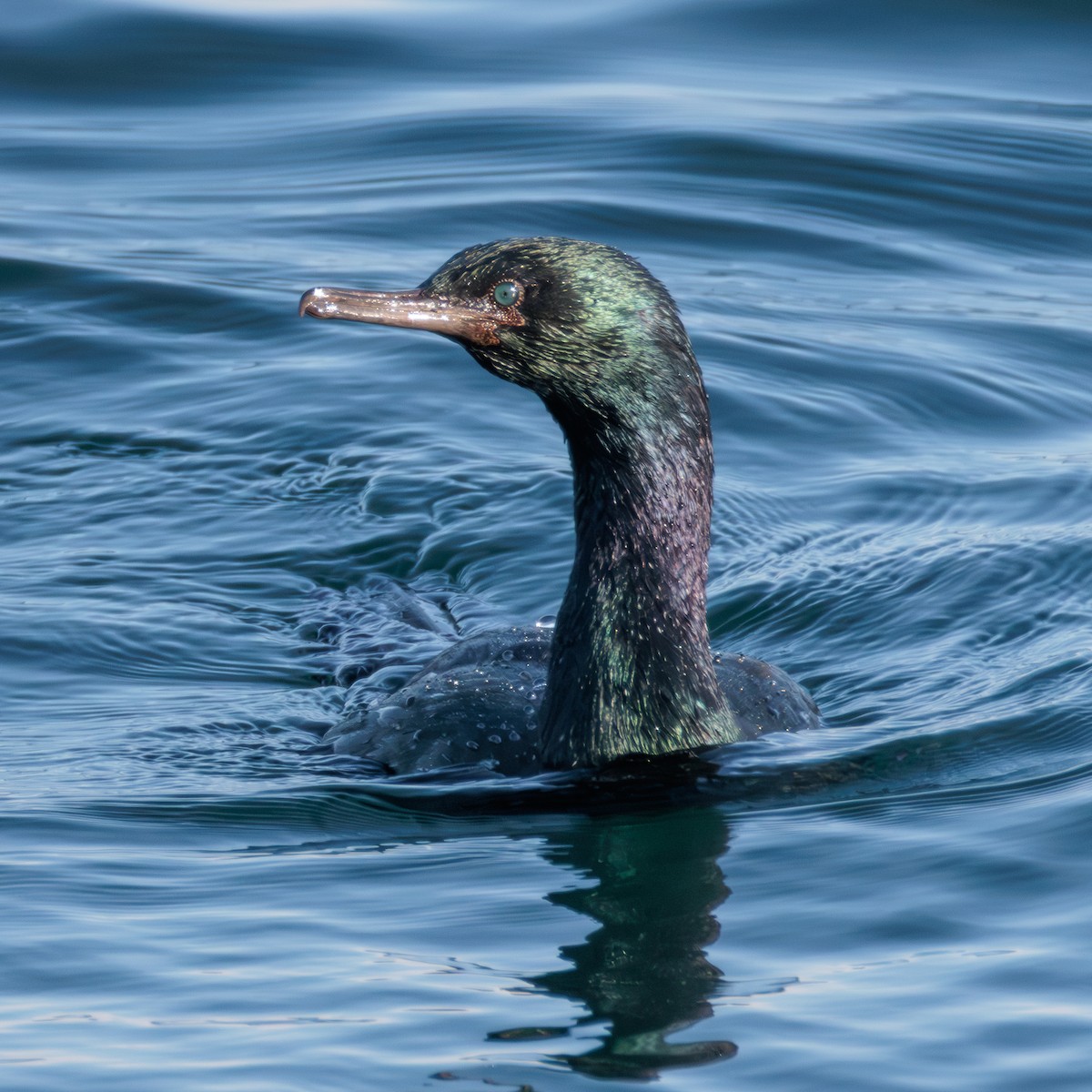 Pelagic Cormorant - ML627049925