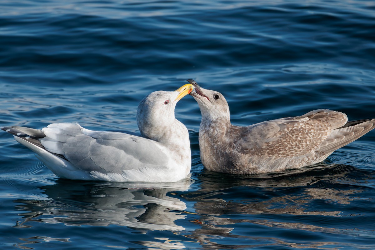 gull sp. - ML627049933