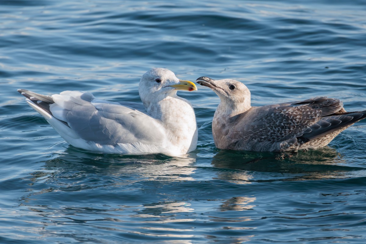 gull sp. - ML627049934