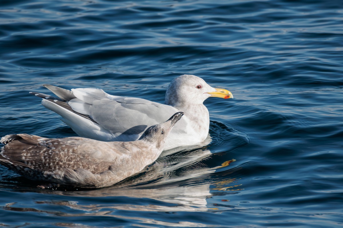 gull sp. - ML627049935