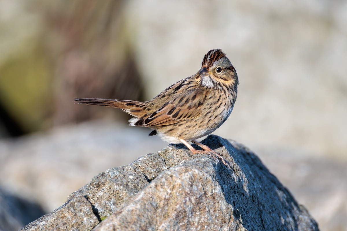 Lincoln's Sparrow - ML627049943