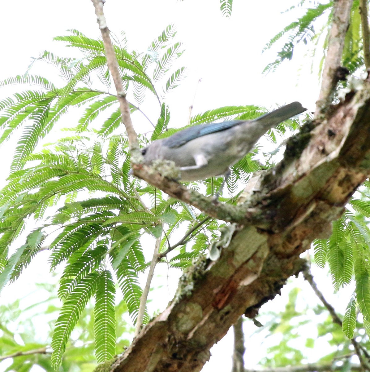 Sayaca Tanager - ML627049945