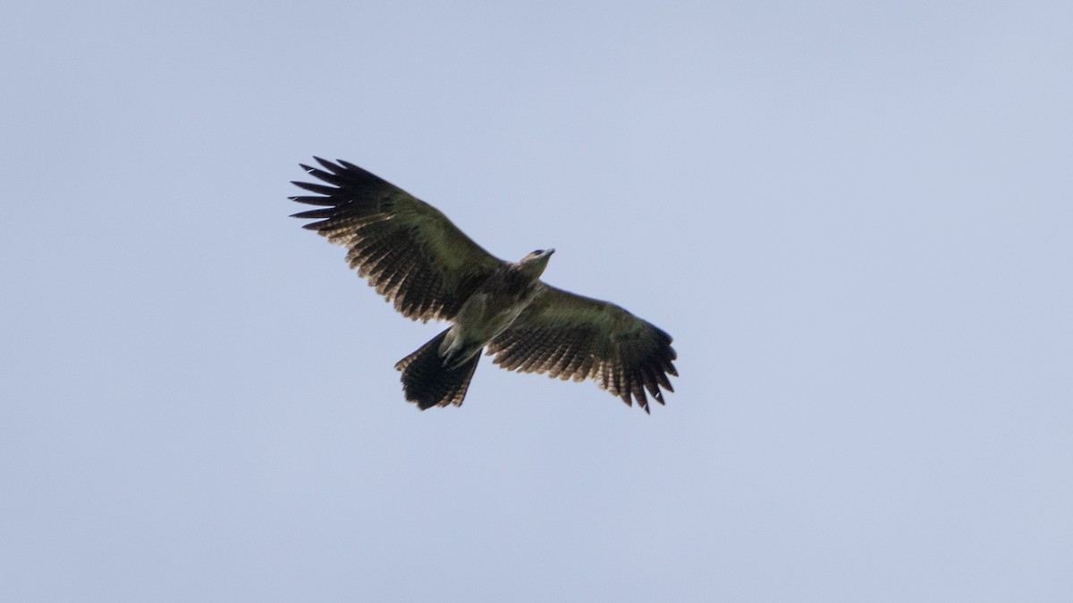 Gurney's Eagle - ML627049951