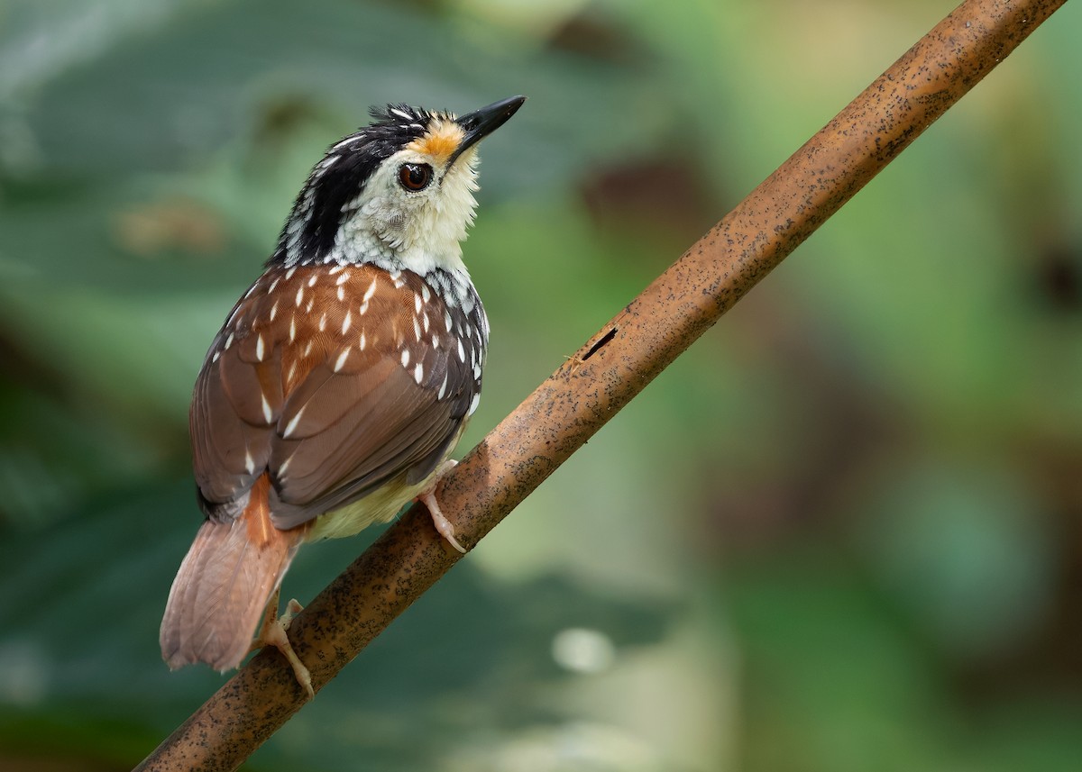 Striped Wren-Babbler - ML627050057