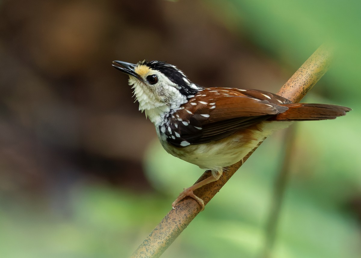 Striped Wren-Babbler - ML627050058
