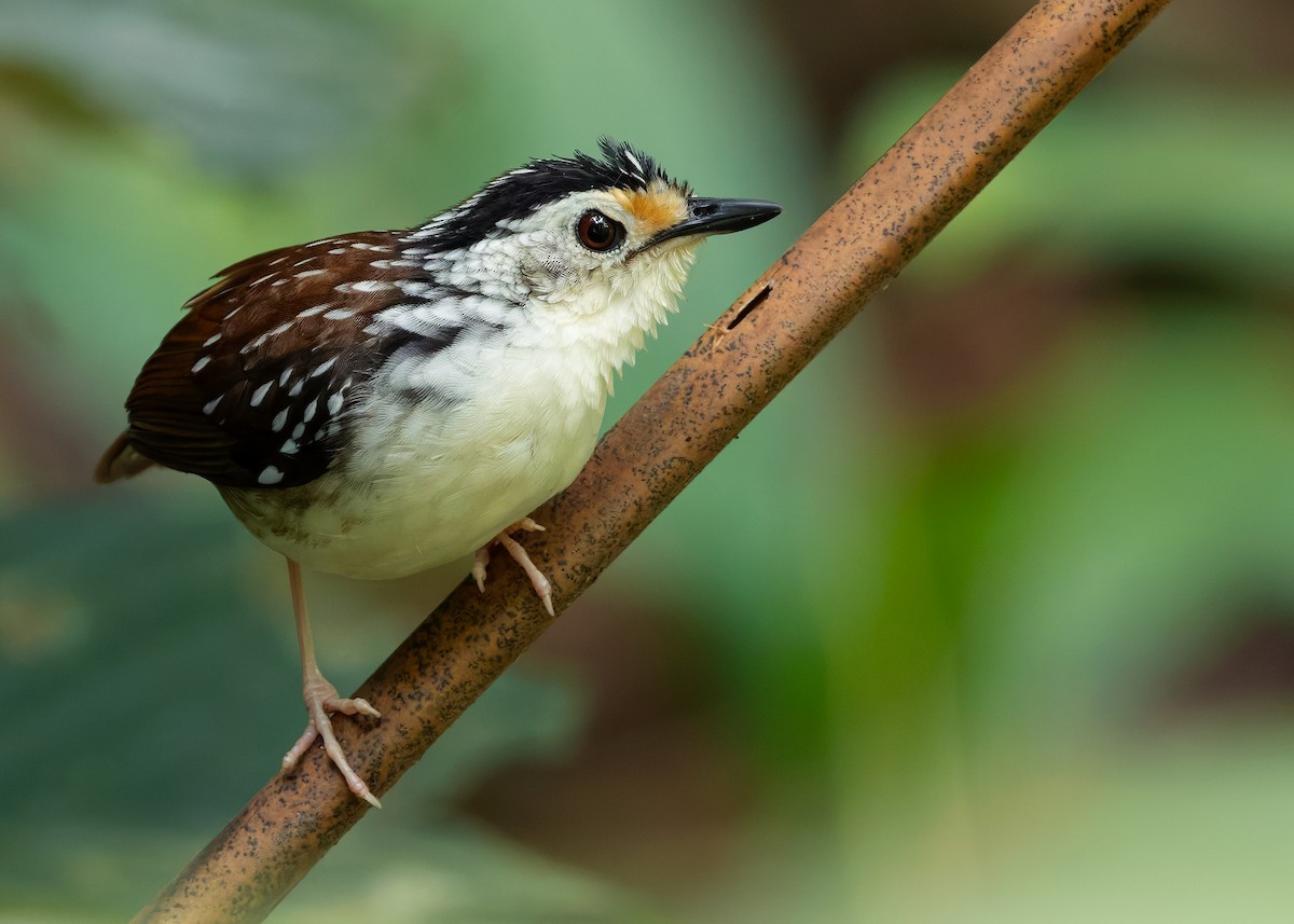 Striped Wren-Babbler - ML627050059