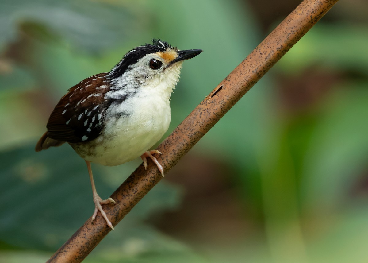 Striped Wren-Babbler - ML627050064