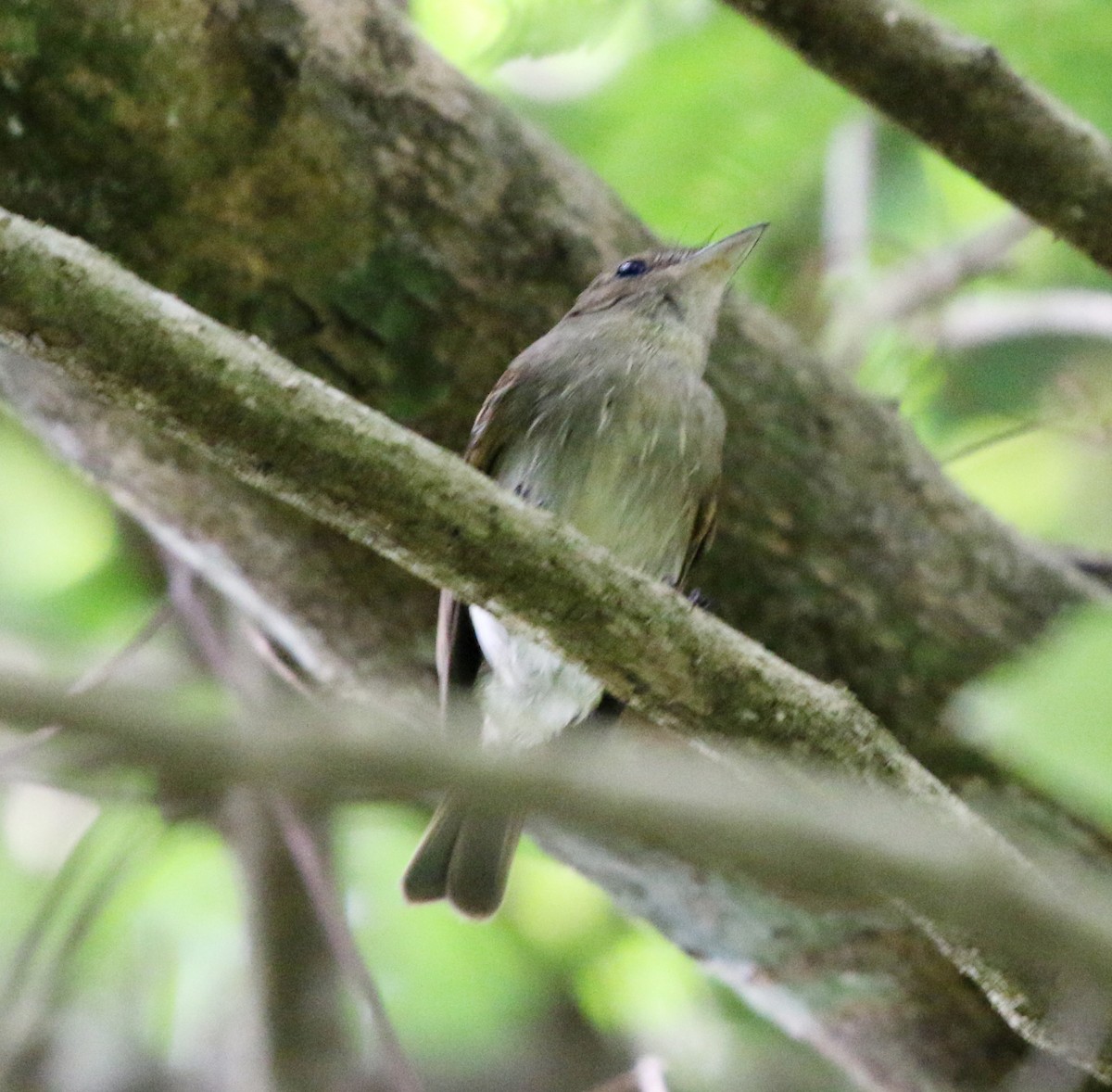 Euler's Flycatcher - ML627050267