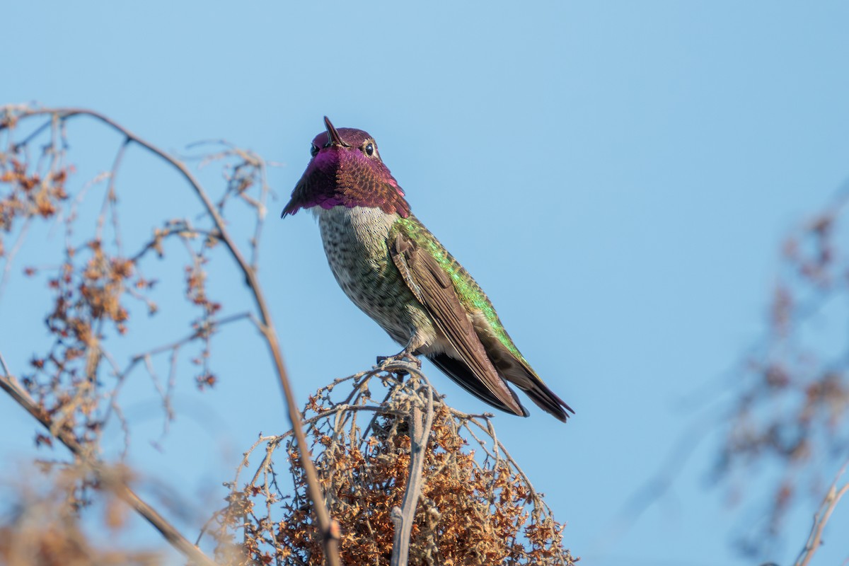 Anna's Hummingbird - ML627050269