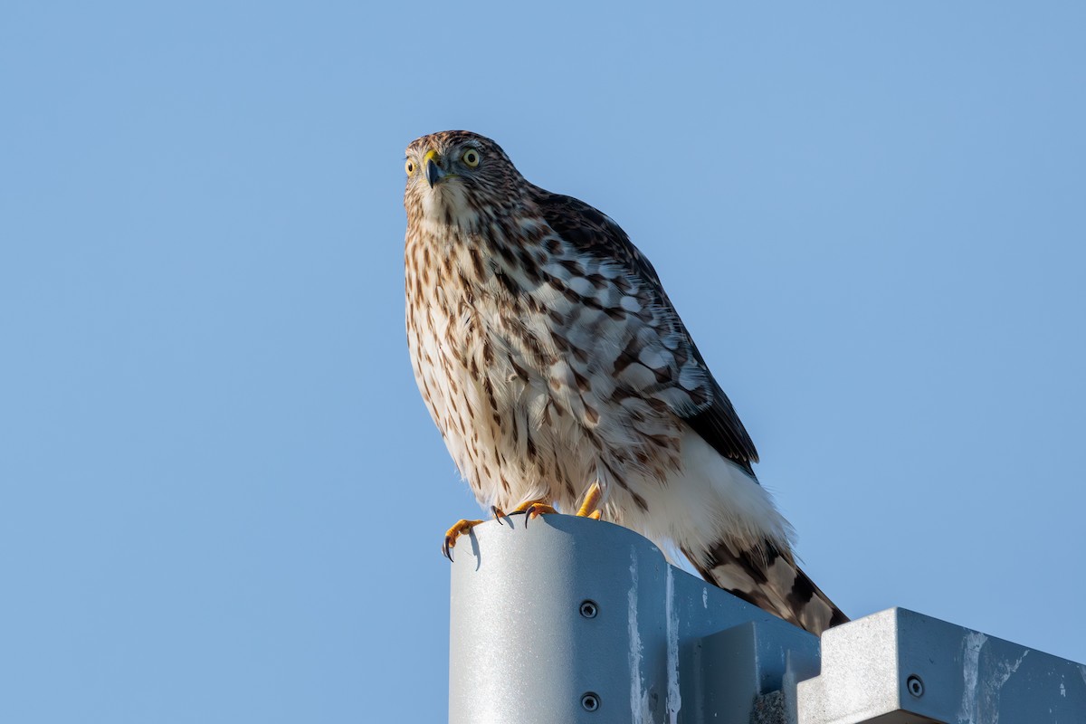 Cooper's Hawk - ML627050271