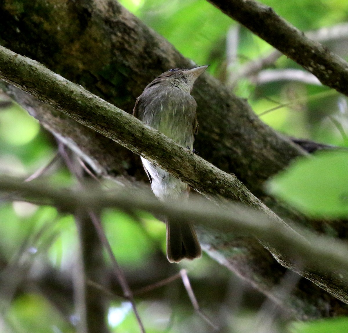 Euler's Flycatcher - ML627050298