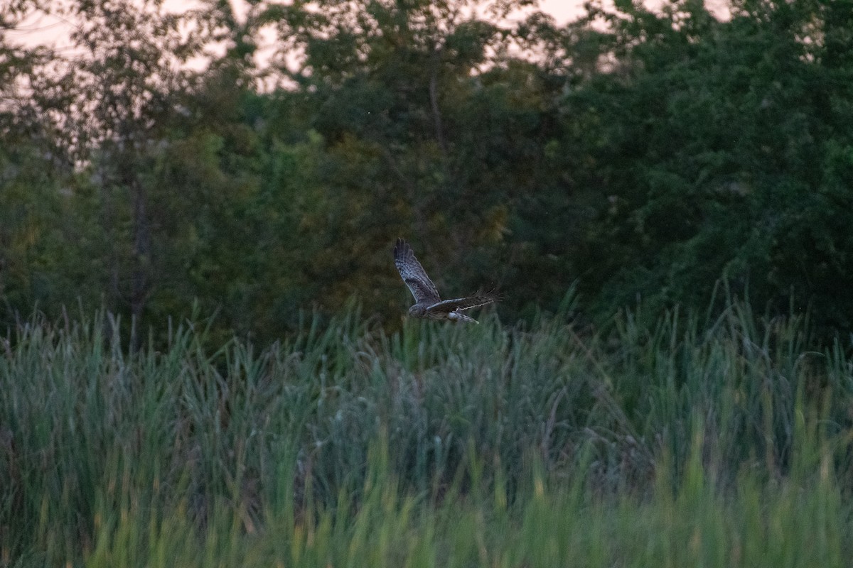 moták černobílý - ML627050350