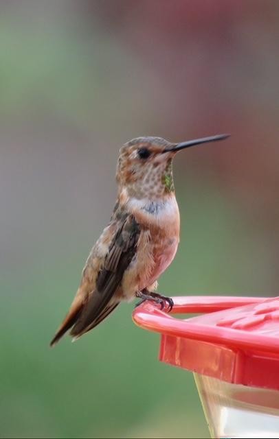 Rufous x Allen's Hummingbird (hybrid) - ML627050378