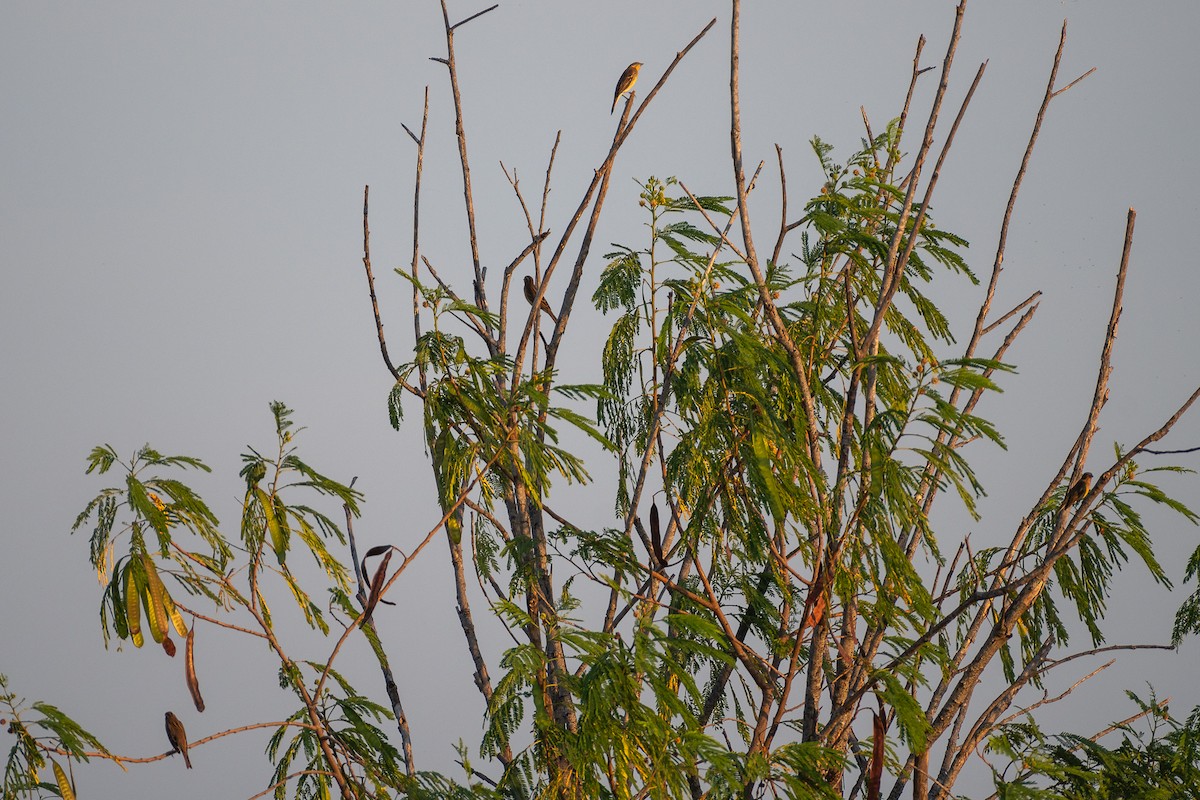 strnad obojkový - ML627050405