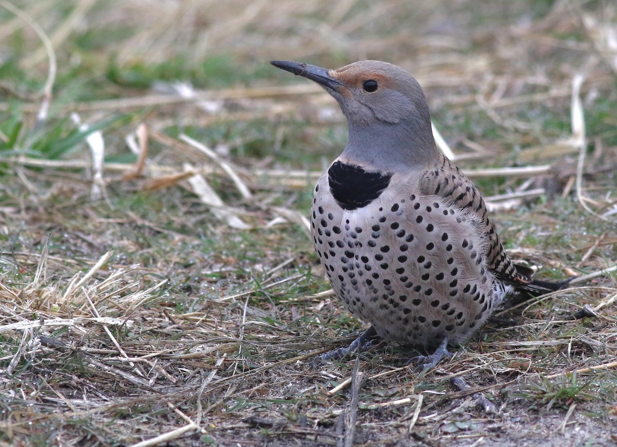 Northern Flicker (Red-shafted) - ML627050409