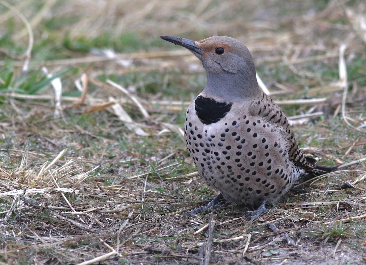 Northern Flicker (Red-shafted) - ML627050409