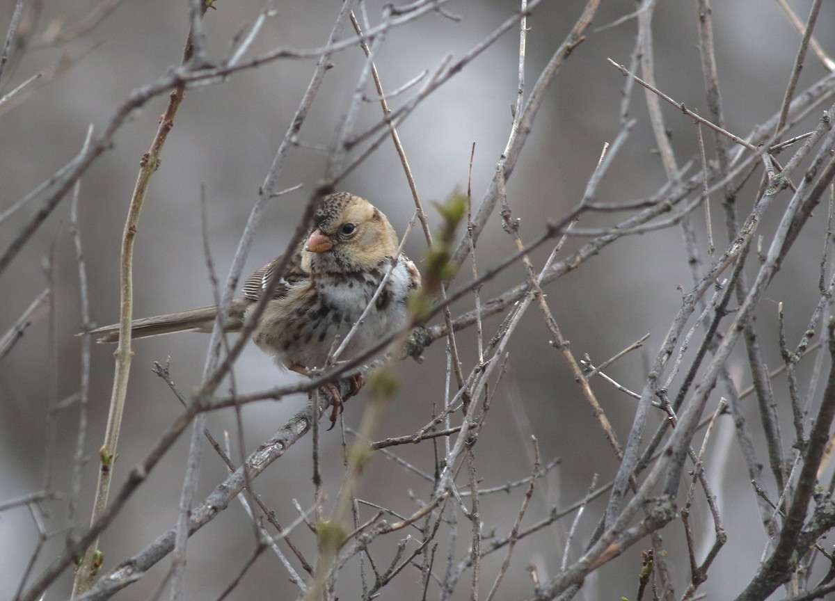 Harris's Sparrow - ML627050415