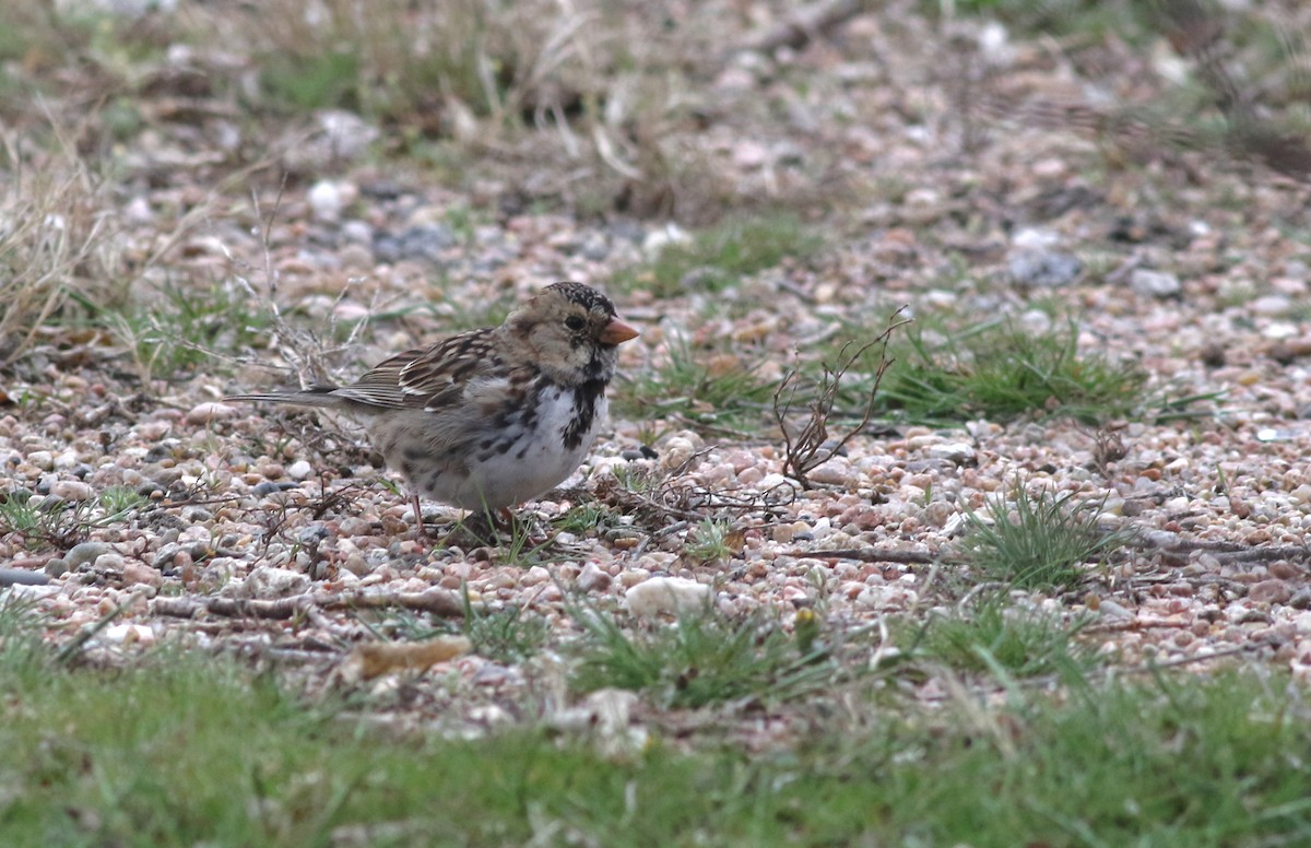 Harris's Sparrow - ML627050416