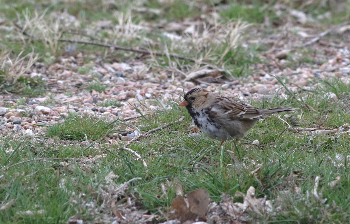 Harris's Sparrow - ML627050417