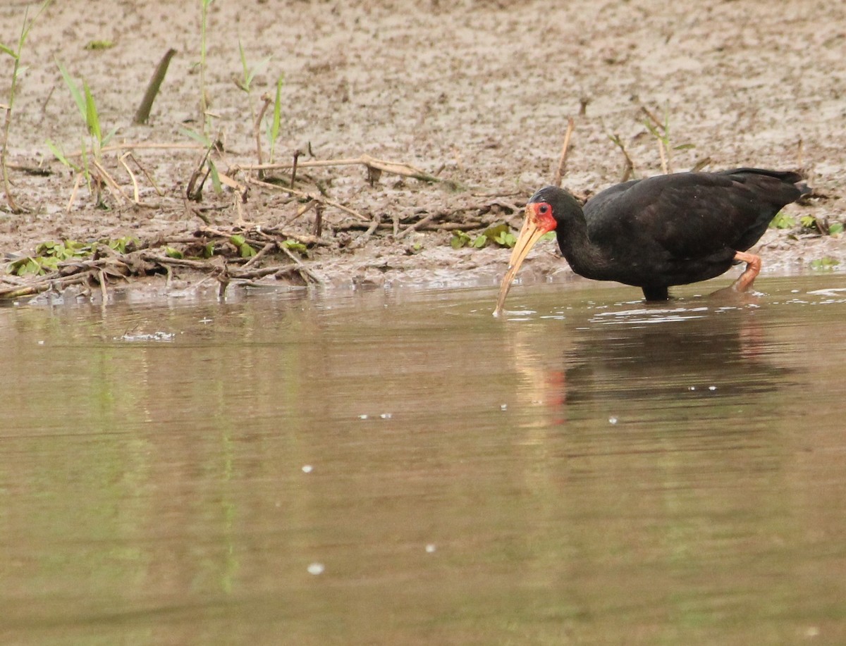 ibis tmavý - ML627050522