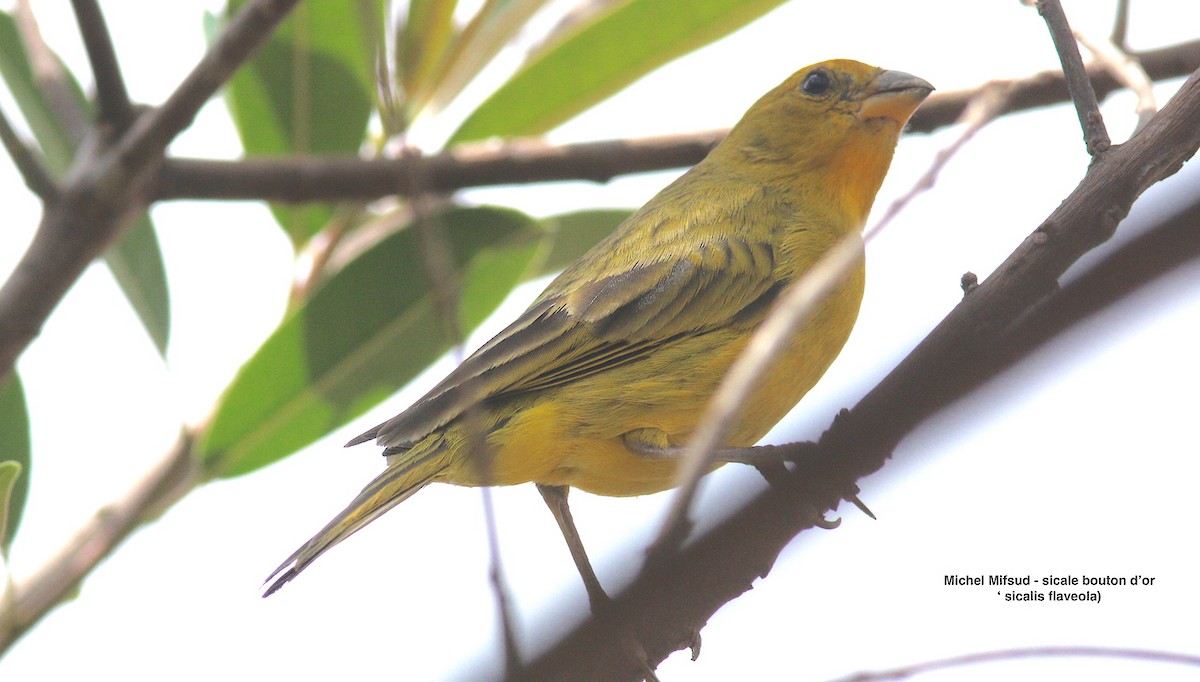 Saffron Finch - ML627050544