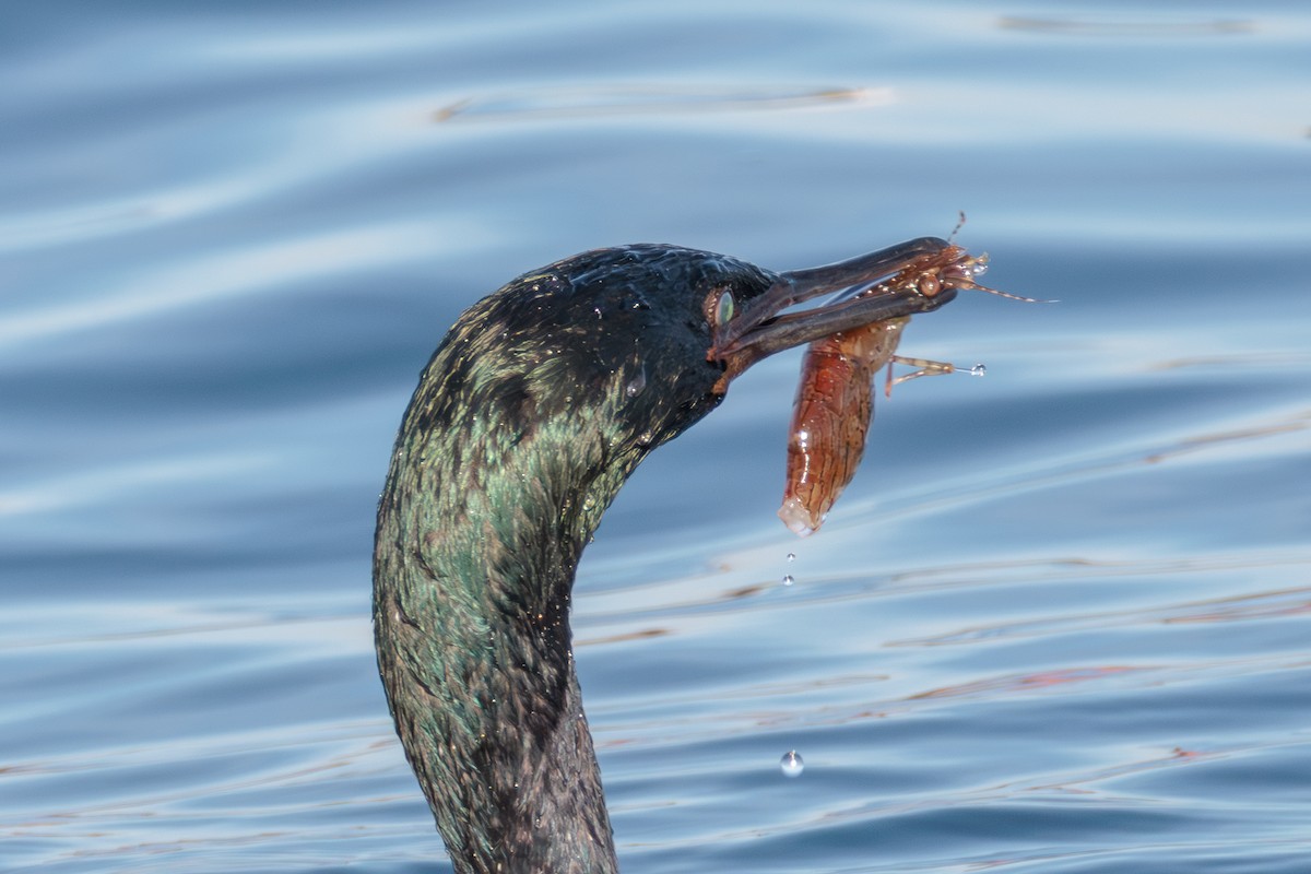 Pelagic Cormorant - ML627050684