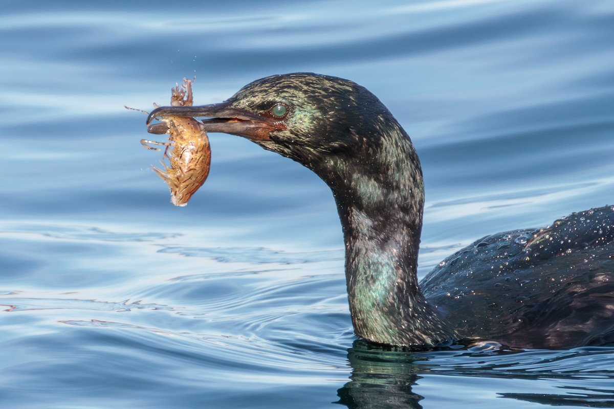 Pelagic Cormorant - ML627050685