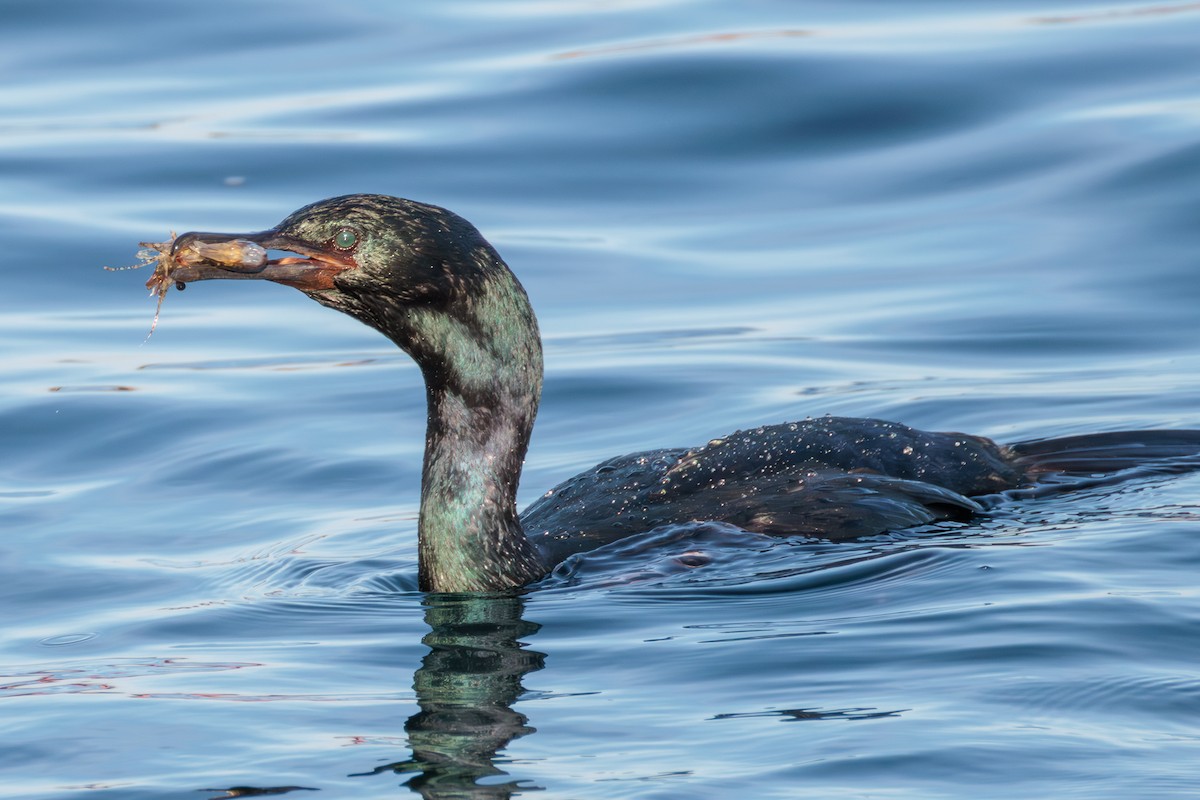 Pelagic Cormorant - ML627050686