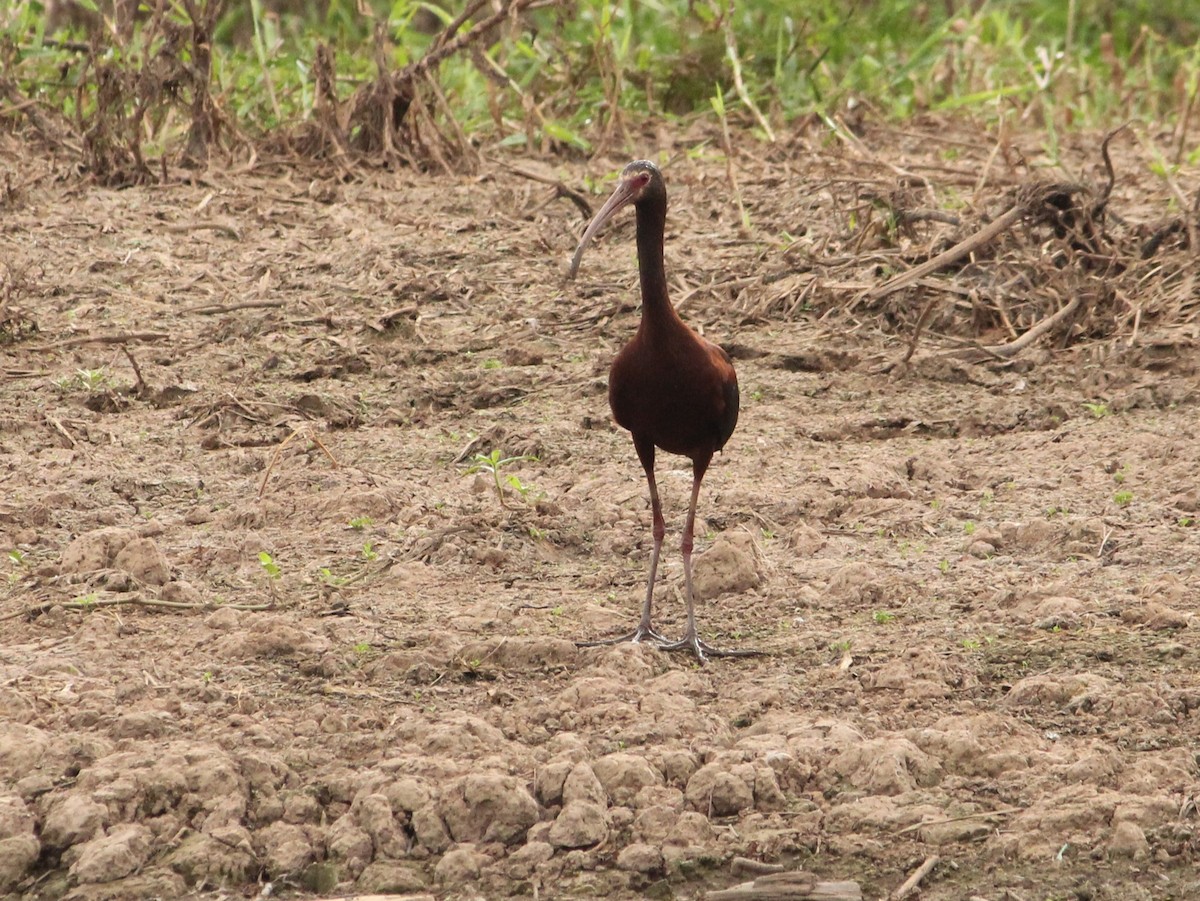 ibis americký - ML627050728