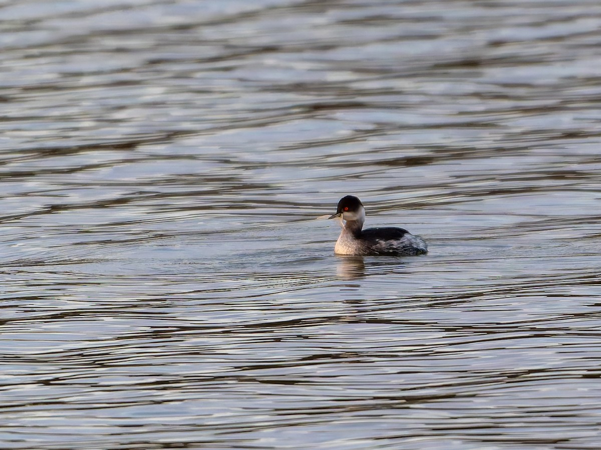 Eared Grebe - Tracey Jolliffe