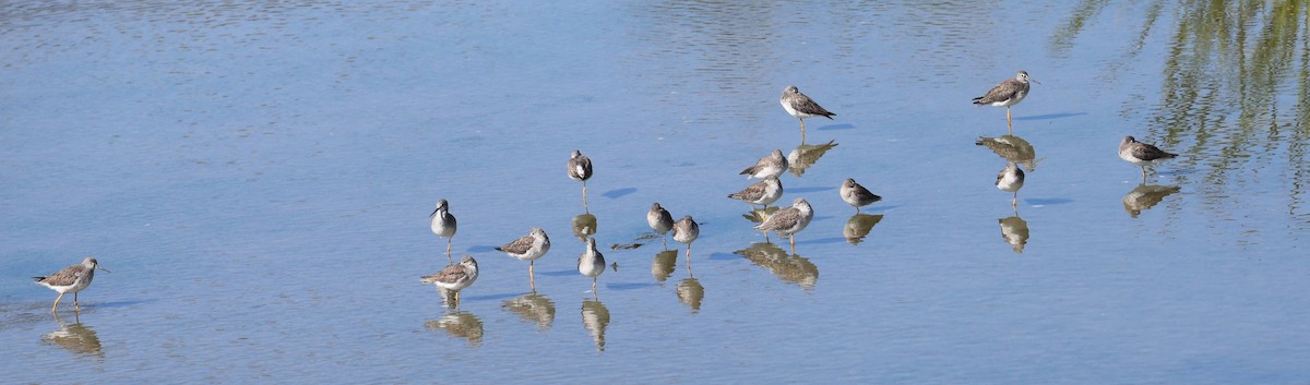 Lesser/Greater Yellowlegs - ML627050839