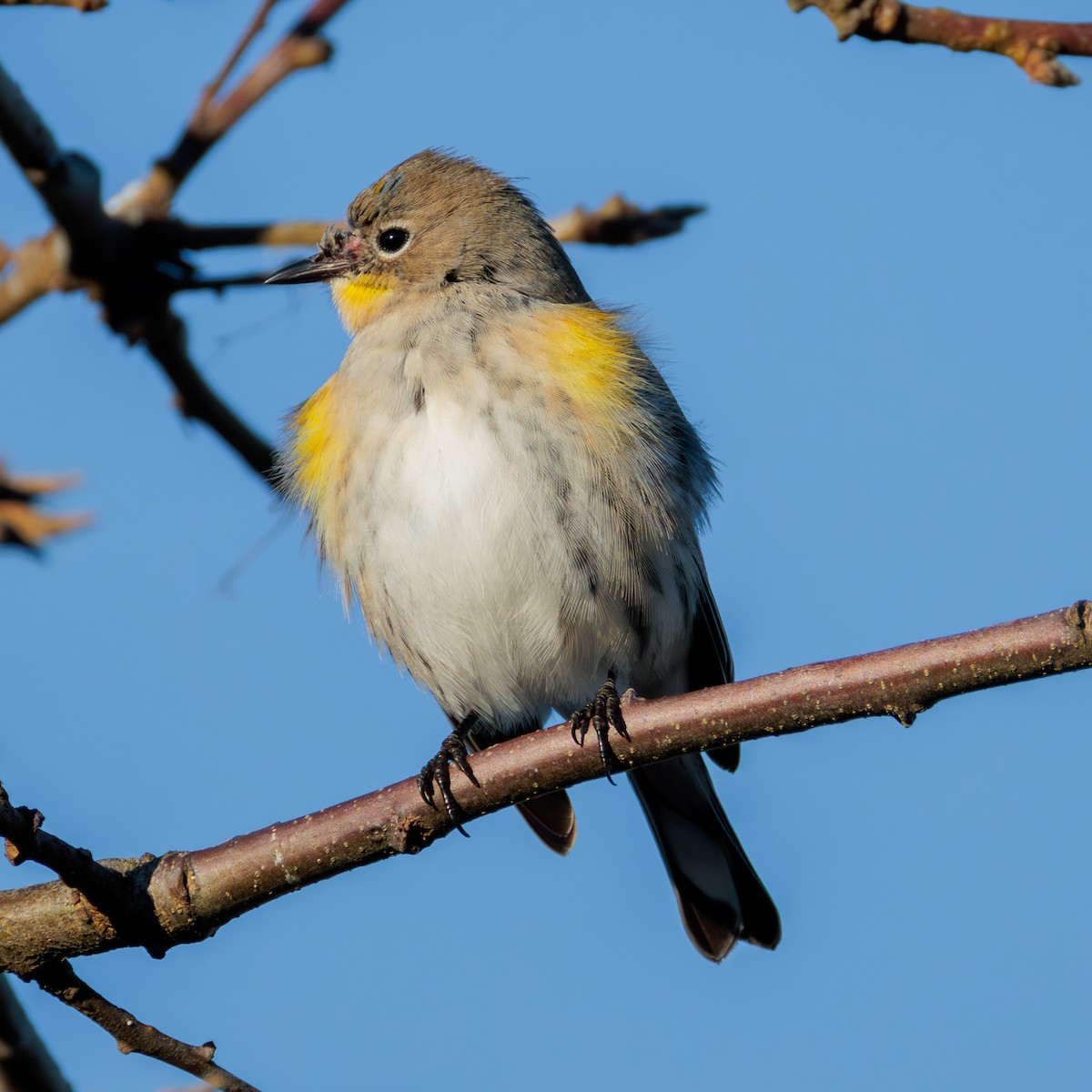 Yellow-rumped Warbler - ML627050943