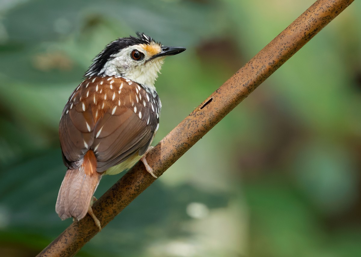 Striped Wren-Babbler - ML627050995