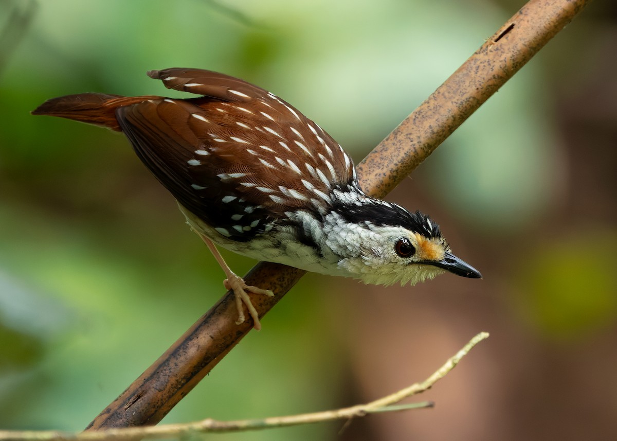 Striped Wren-Babbler - ML627050997