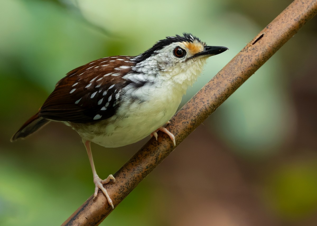 Striped Wren-Babbler - ML627050999
